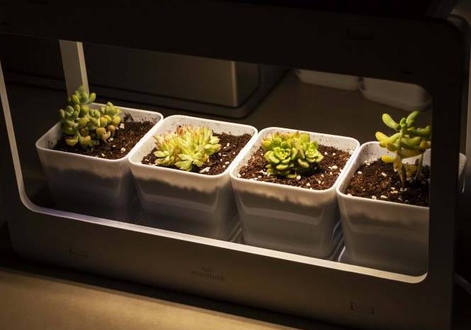 照明燈光能給植物起到補光的效果嗎